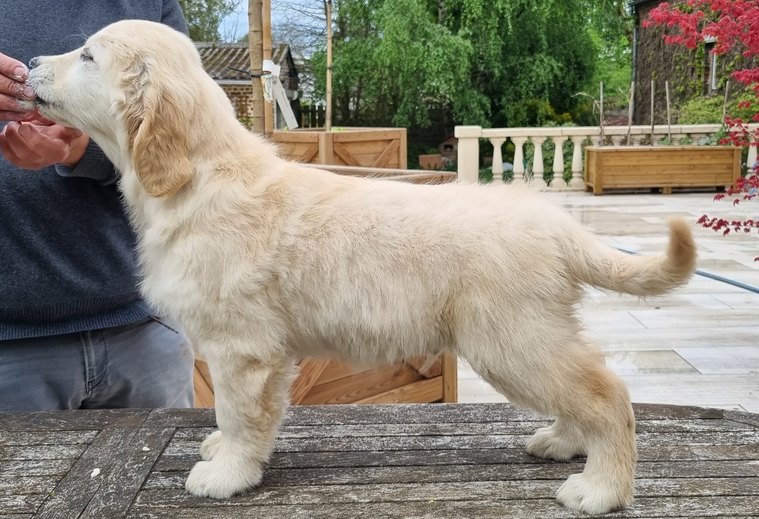 chiot de 12 semaines 