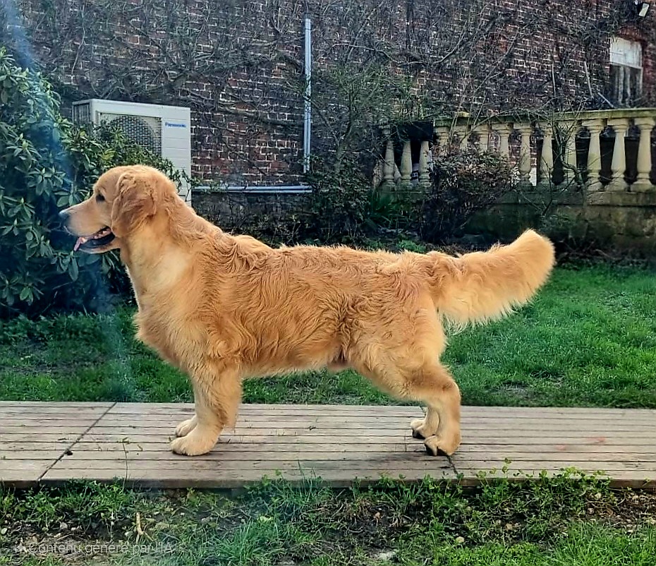 SPARTACUS DU BOIS DE LA RAYERE