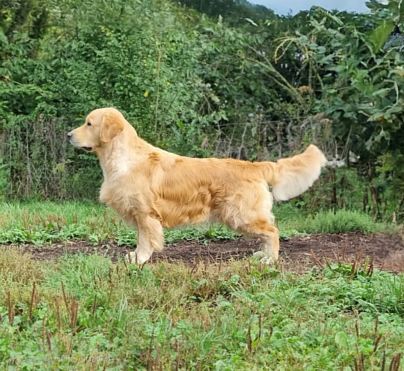 UPSIDE DOWN DU BOIS DE LA RAYERE