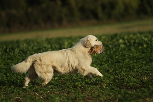TERRA DI SIENA BLOWIN'IN THE WIND 