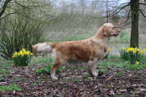 pearly irresistible dust du bois de la rayere 