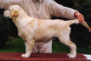 golden retriever puppy Beeangee Jumping Jack Flash 3 months