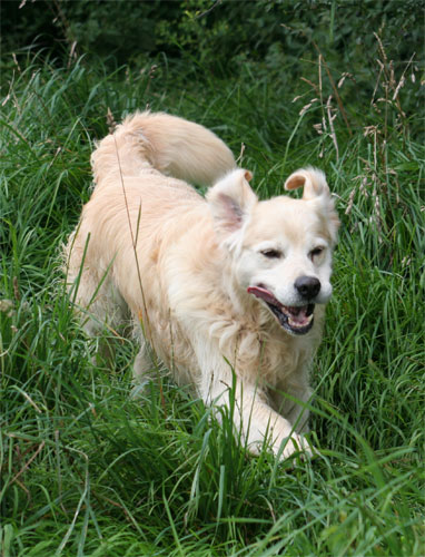 golden retriever Beeangee Jumping Jack Flash 9 years'old at walk