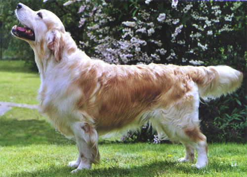 golden retriever Beeangee Jumping Jack Flash ready for the show
