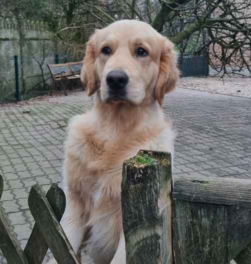 SPARTACUS DU BOIS DE LA RAYERE