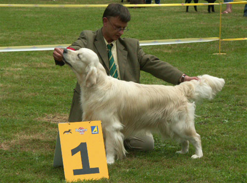 golden retriever Topaze CAC, BOS at the club show du Luxembourg 2004