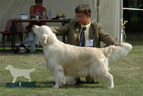 golden retriever Topaze first Exc in Working Class at Club show 2005